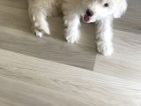 Maltese