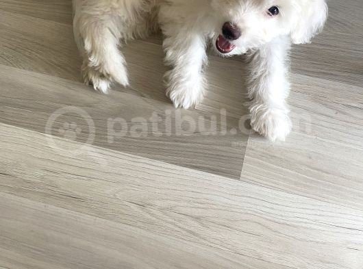 Maltese görsel
