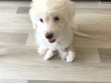 Maltese