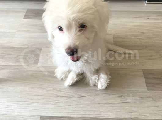 Maltese görsel