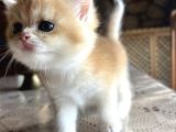 Saf Kan Şecereli British Shorthair