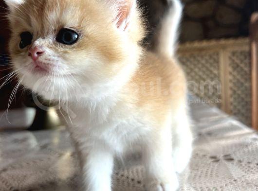 Saf Kan Şecereli British Shorthair görsel