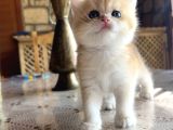 Saf Kan Şecereli British Shorthair
