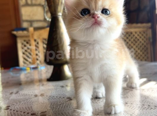 Saf Kan Şecereli British Shorthair görsel