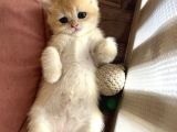 Saf Kan Şecereli British Shorthair
