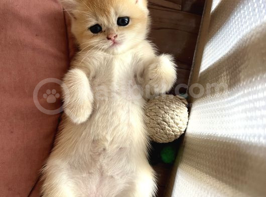 Saf Kan Şecereli British Shorthair görsel