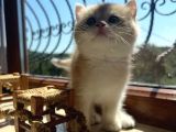 Saf kan Şecereli British Shorthair