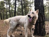 Eği̇ti̇mli̇ Beyaz Alman Kurdu Çi̇ft