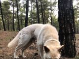 EĞİTİMLİ BEYAZ ALMAN KURDU çİFT