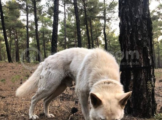 Eği̇ti̇mli̇ Beyaz Alman Kurdu Çi̇ft