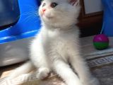 Safkan Kar Beyazı British Longhair