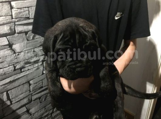Cane Corso Yavrularimiz görsel