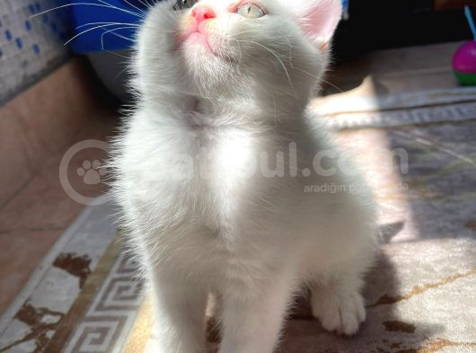 Safkan Kar Beyazı British Longhair