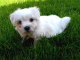 maltese Terrier Yavrularımız