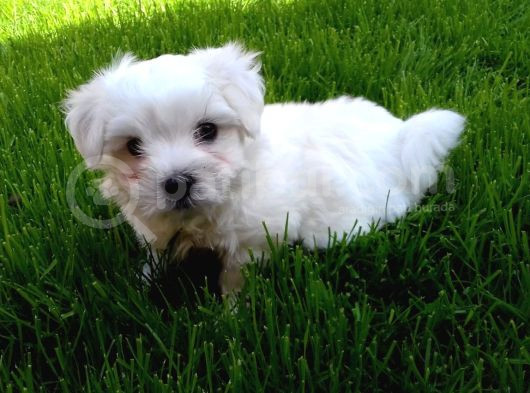 Maltese Terrier Yavrularımız