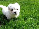 Maltese Terrier Yavrularımız