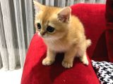 Çok Uyguna Golden British Shorthair Ve White Erkekler 