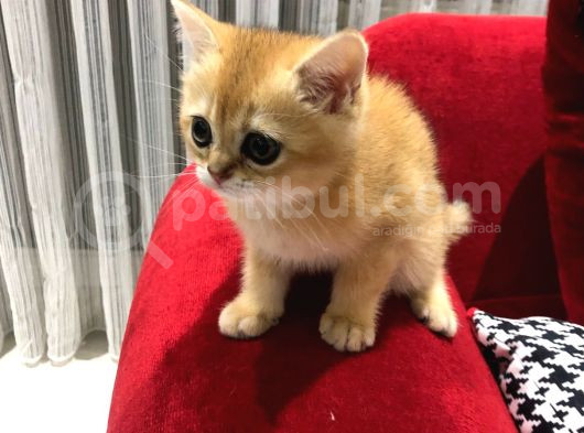 Çok Uyguna Golden British Shorthair Ve White Erkekler  görsel