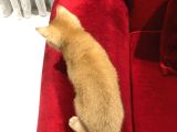 Çok Uyguna Golden British Shorthair Ve White Erkekler 