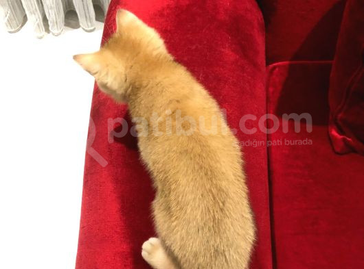 Çok Uyguna Golden British Shorthair Ve White Erkekler  görsel