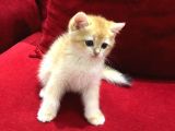 Çok uyguna Golden british shorthair ve white erkekler 
