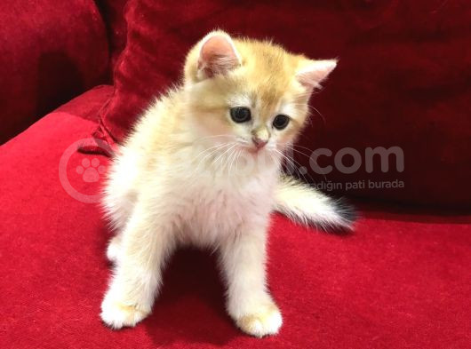 Çok Uyguna Golden British Shorthair Ve White Erkekler 