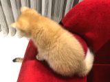 Çok Uyguna Golden British Shorthair Ve White Erkekler 