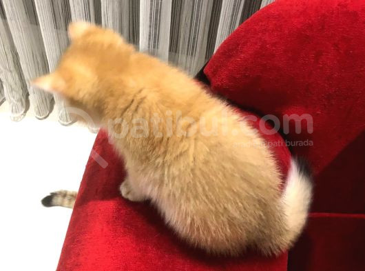Çok Uyguna Golden British Shorthair Ve White Erkekler  görsel