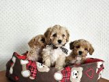 Ev üretimi sağlık garantili maltipoo yavrularımız
