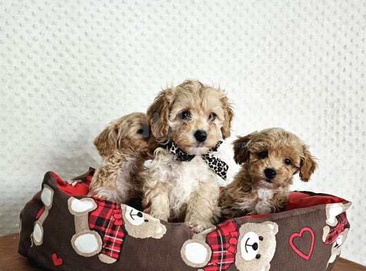 Ev üretimi sağlık garantili maltipoo yavrularımız