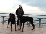 Kendi Baktığım Fci̇ Ki̇f Onaylı A Secereli Doberman Yavruları