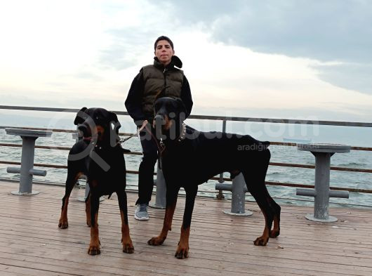 Kendi Baktığım Fci̇ Ki̇f Onaylı A Secereli Doberman Yavruları görsel