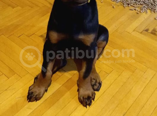 Kendi Baktığım Fci̇ Ki̇f Onaylı A Secereli Doberman Yavruları görsel
