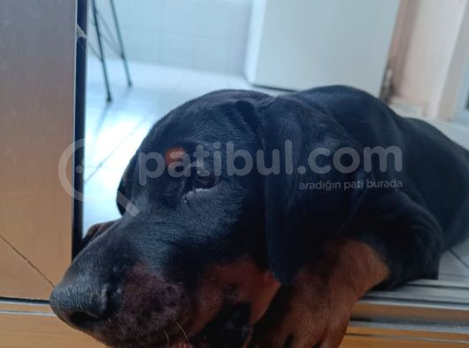 Kendi Baktığım Fci̇ Ki̇f Onaylı A Secereli Doberman Yavruları görsel