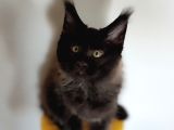 Kedi kılığına girmiş vaşak leo