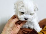 Kore Kan Maltese Yavrularimiz