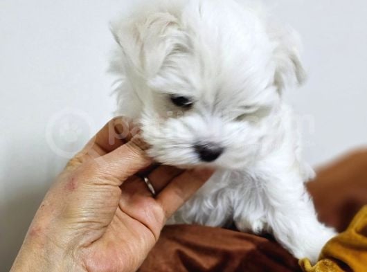 Kore Kan Maltese Yavrularimiz görsel
