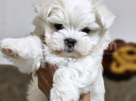 KORE KAN MALTESE YAVRULARIMIZ
