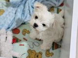 Kore Kan Maltese Yavrularimiz