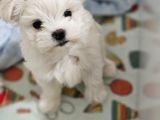Kore Kan Maltese Yavrularimiz