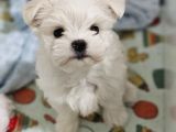 Kore Kan Maltese Yavrularimiz