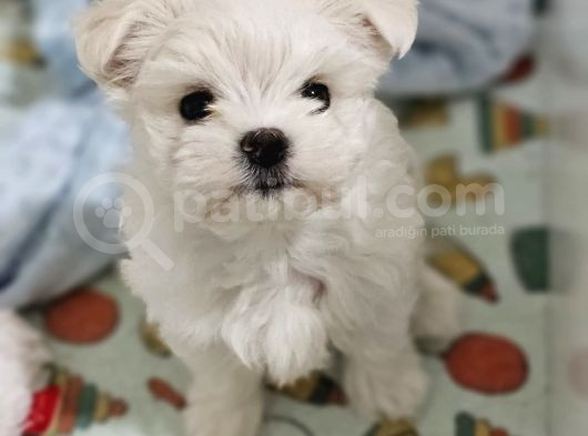 Kore Kan Maltese Yavrularimiz görsel