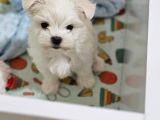 Kore Kan Maltese Yavrularimiz