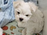 Kore Kan Maltese Yavrularimiz