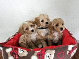 Ev Üretimi Sağlık Garantili Maltipoo Yavrularımız