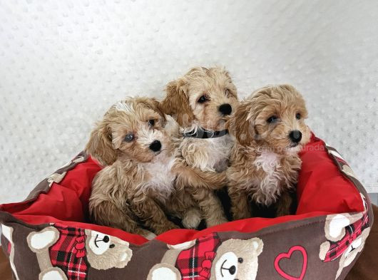 Ev Üretimi Sağlık Garantili Maltipoo Yavrularımız görsel