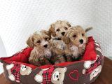 Ev Üretimi Sağlık Garantili Maltipoo Yavrularımız
