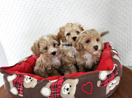 Ev Üretimi Sağlık Garantili Maltipoo Yavrularımız görsel
