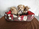 Ev Üretimi Sağlık Garantili Maltipoo Yavrularımız