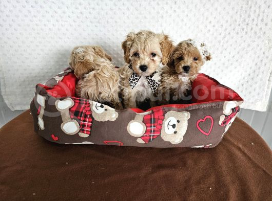 Ev Üretimi Sağlık Garantili Maltipoo Yavrularımız görsel